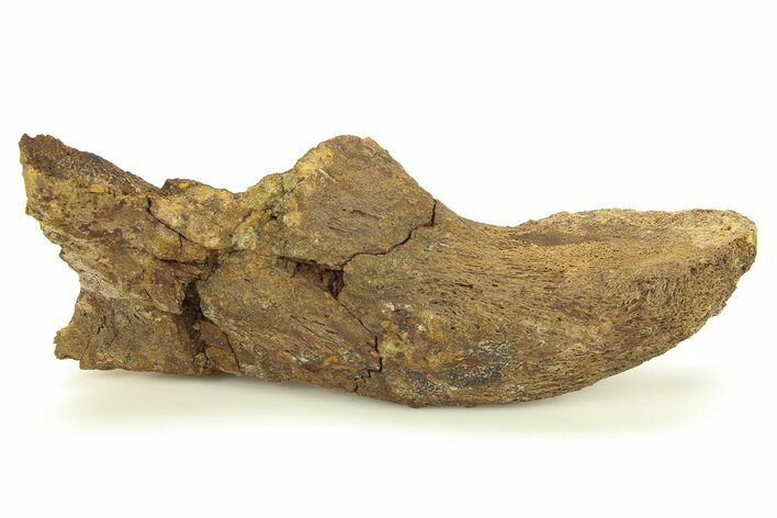 Hadrosaur (Edmontosaurus) Cervical Vertebra Process - Wyoming #283707